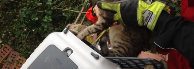 Höhenrettung befreit Katze aus Schacht