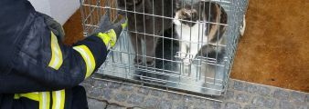 Feuerwehr rettet zwei Katzen vom Dach