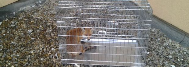 Ungewöhnliche Tierrettung